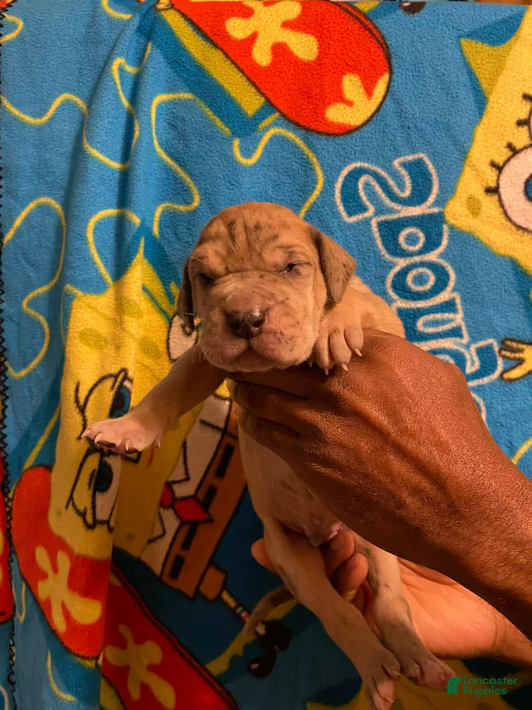 Great Dane dogs for sale: Great Dane Puppy 1 - Ad 1