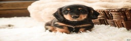 Miniature Dachshund dogs for sale: Cocoa - Ad 6