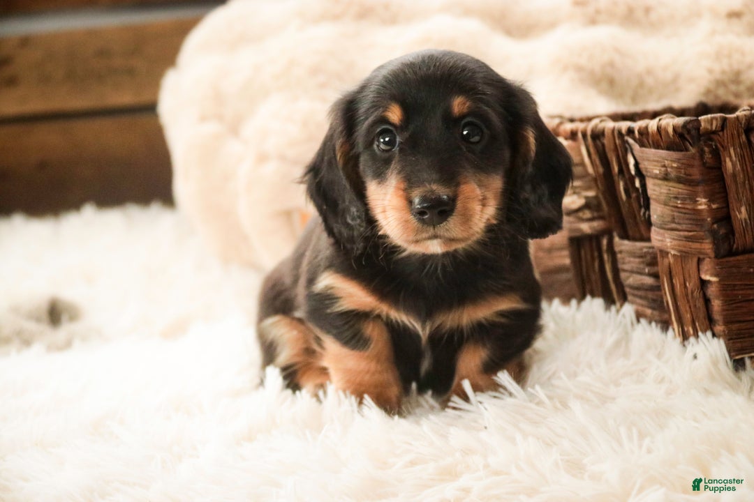 Miniature Dachshund dogs for sale: Cocoa - Ad 6