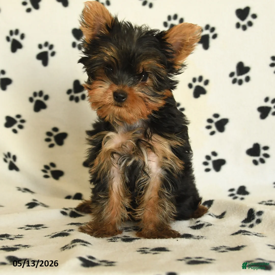 Yorkshire Terrier dogs for sale: Shelby - Ad 2