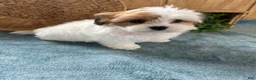 Teddy Bear dogs for sale: Precious - Ad 19