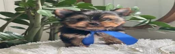 Yorkshire Terrier dogs for sale: Taco - Ad 11