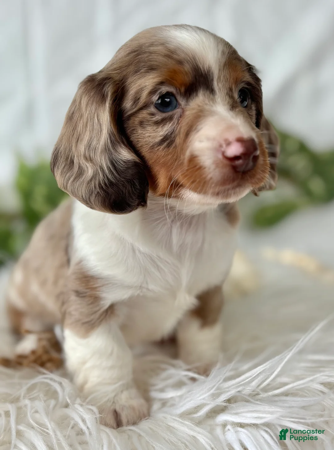 Miniature Dachshund dogs for sale: Special Baby Miniature Dachshund  - Ad 10