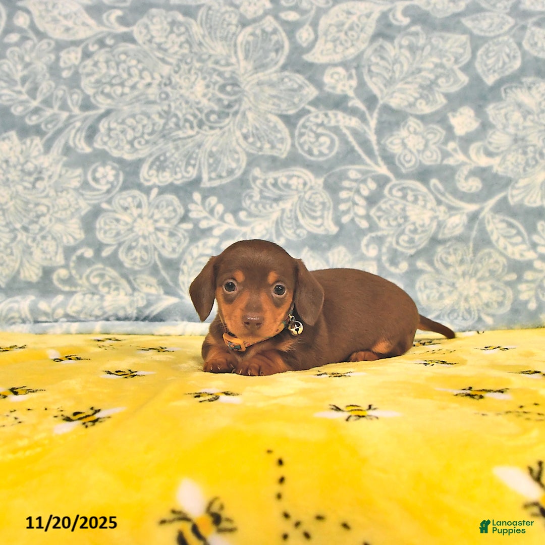 Miniature Dachshund dogs for sale: Penny - Ad 7
