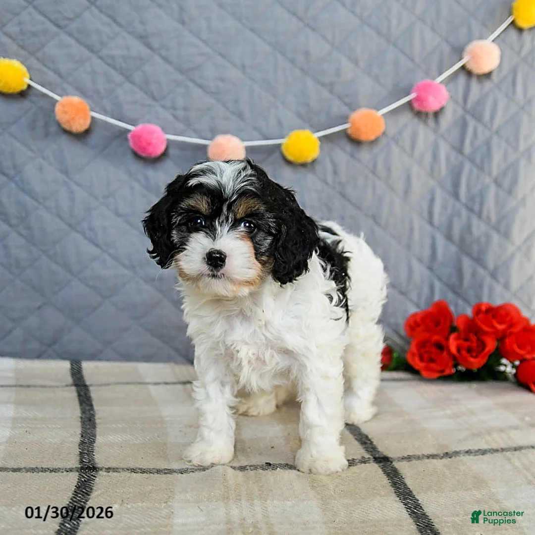 Cavapoo dogs for sale: Cookie - Ad 2