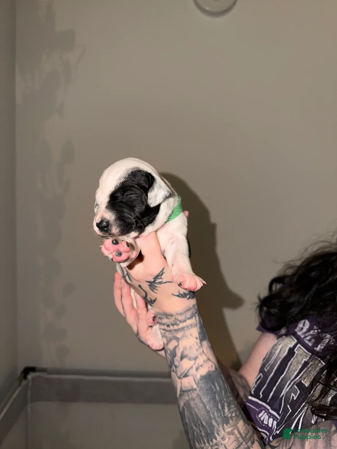 Dalmatian dogs for sale: Dalmatian Puppy 3 - Ad 1