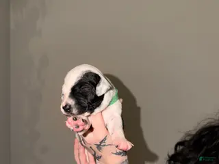 Dalmatian dogs Dalmatian Puppy 3 - Ad 10