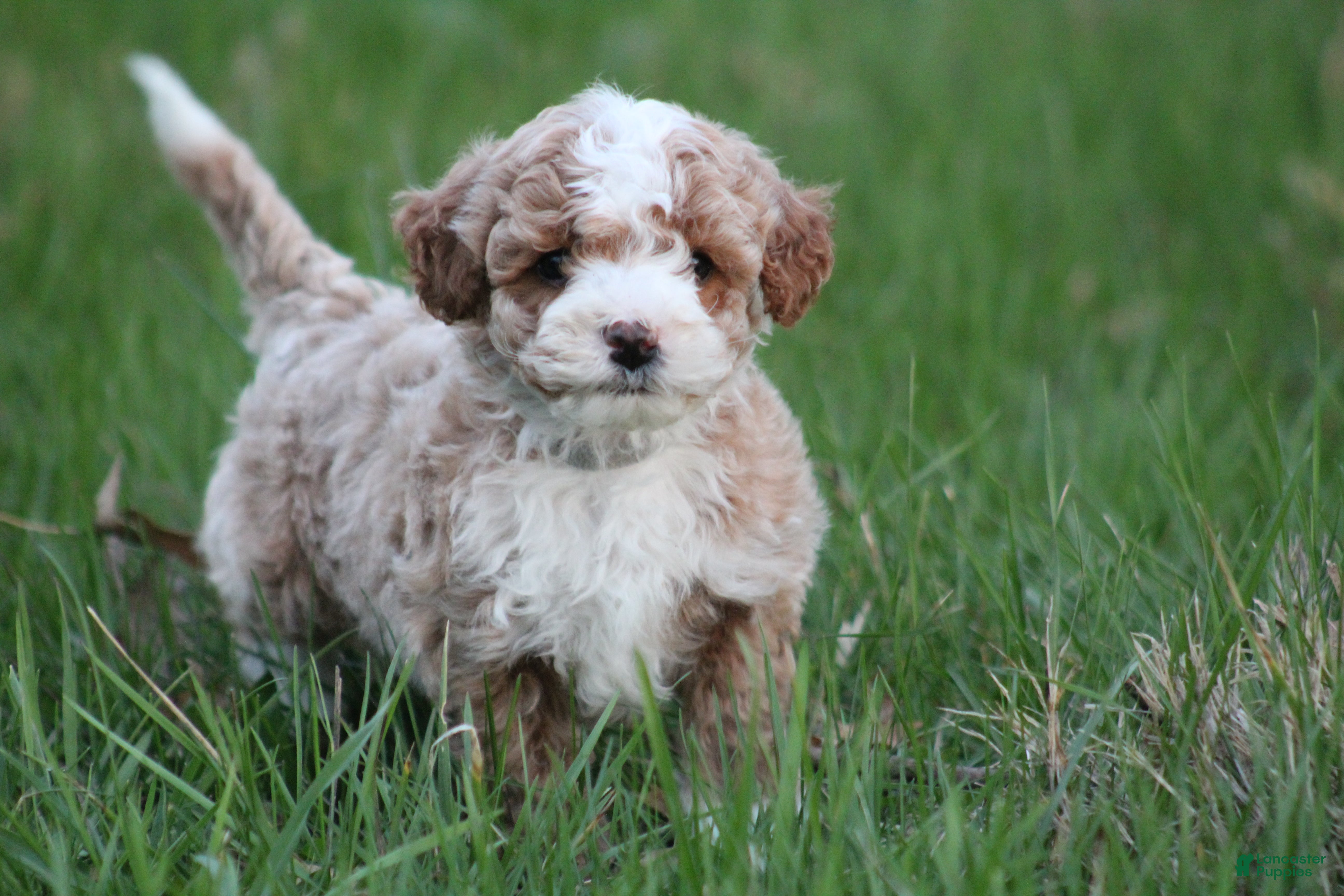 Bichpoo dogs Milo - Ad 1