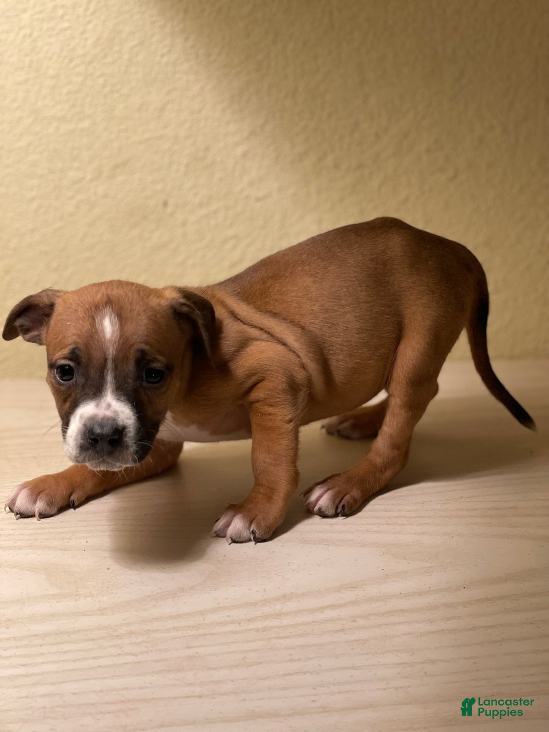 American Pit Bull Terrier dogs for sale: American Pit Bull Terrier Puppy 3 - Ad 2