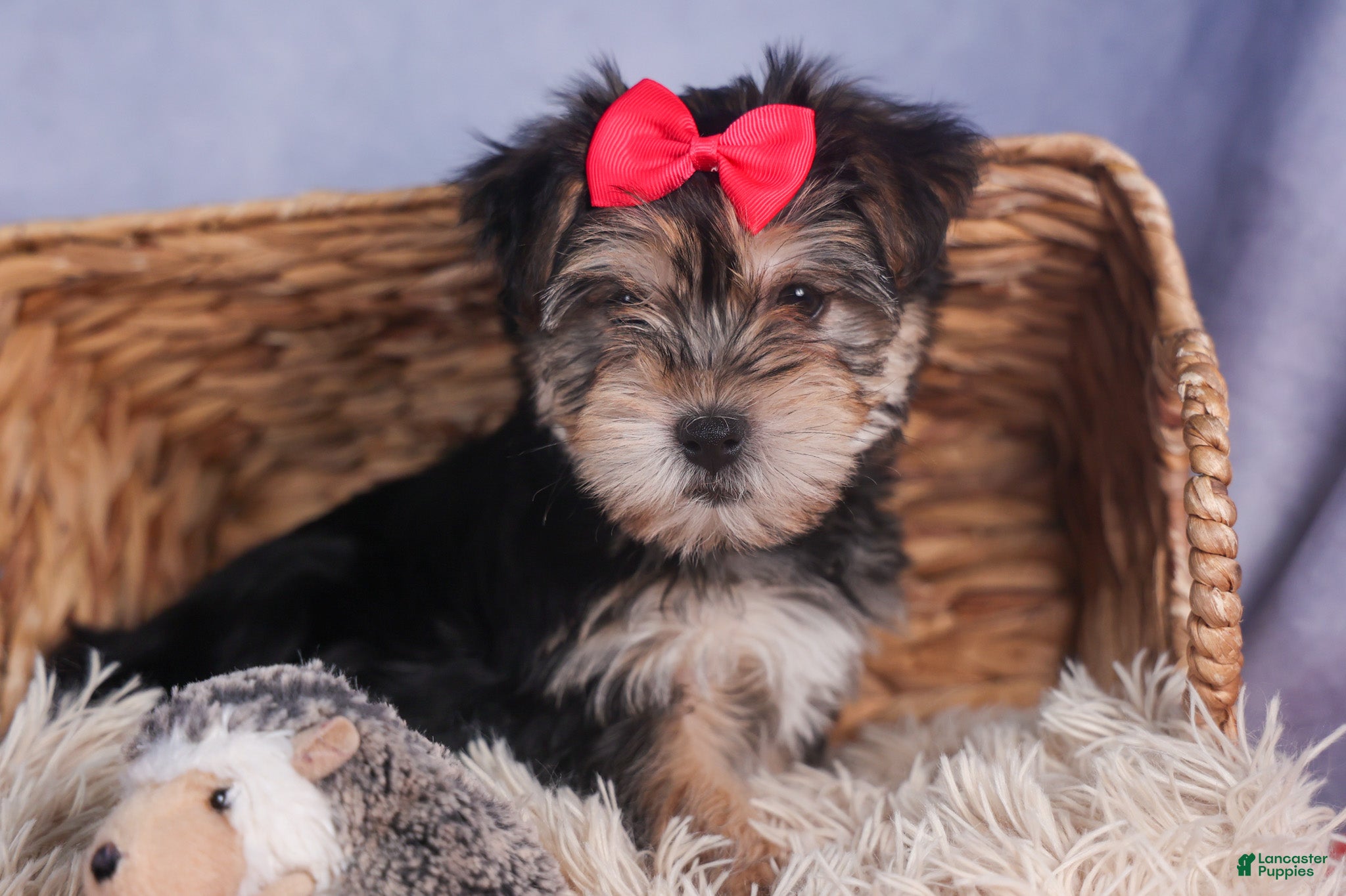 Morkie dogs Nova - Ad 14