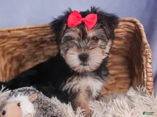Morkie dogs Nova - Ad 14