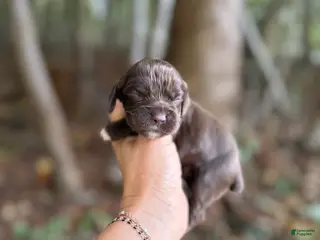 Cocker Spaniel dogs Cocker Spaniel 1 - Ad 21