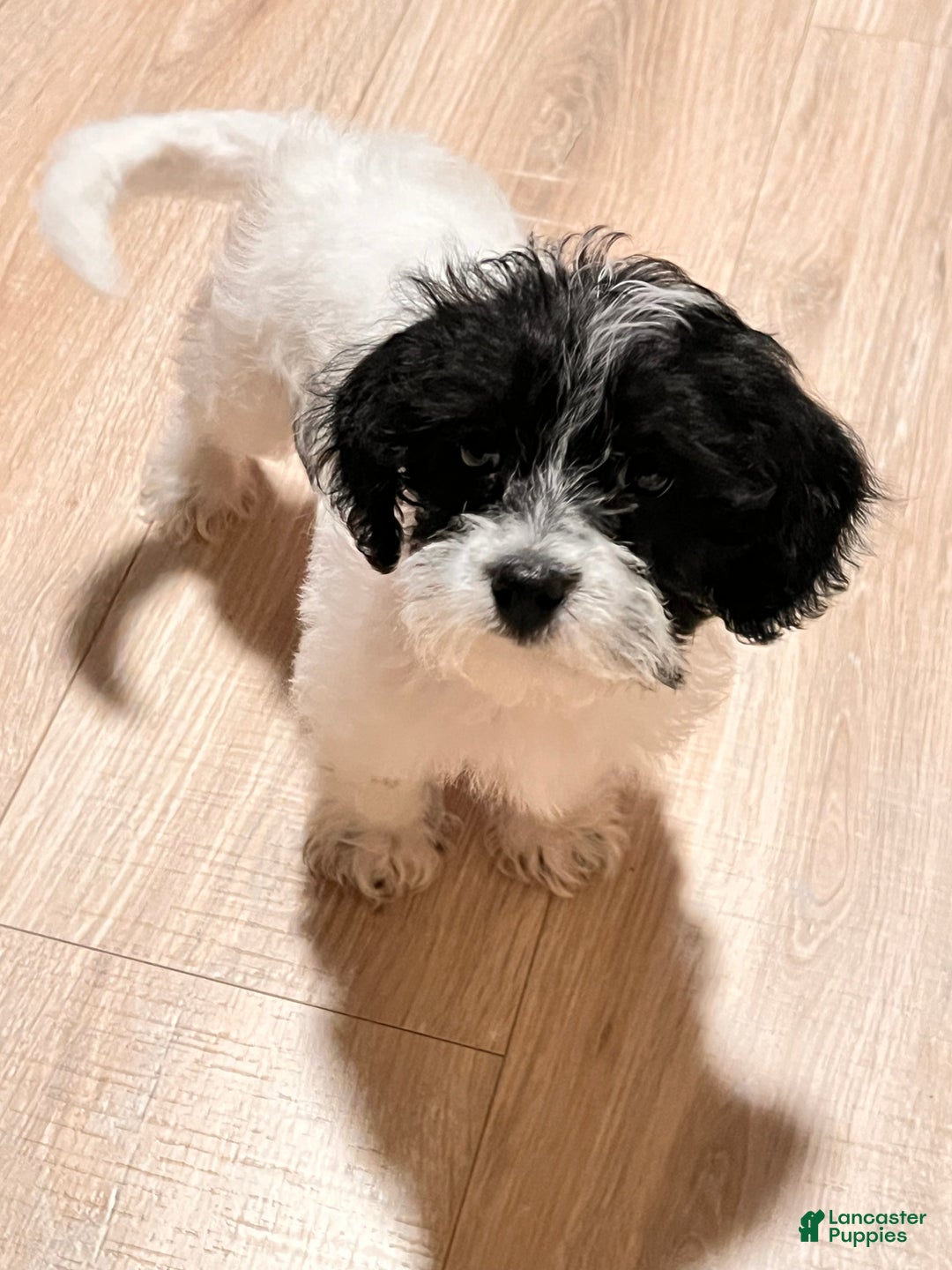 Cavapoo dogs for sale: Chloe - Ad 2