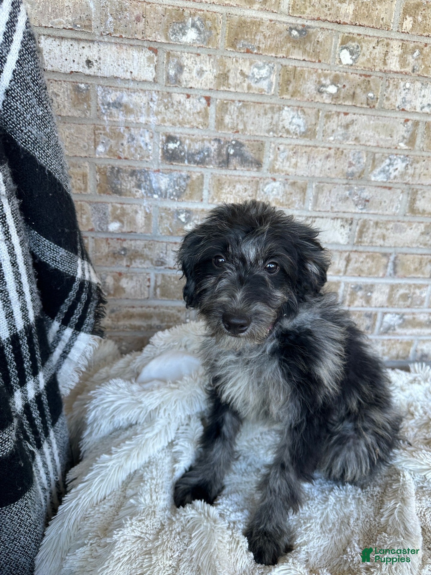 Mixed Breed dogs Gary - Ad 6