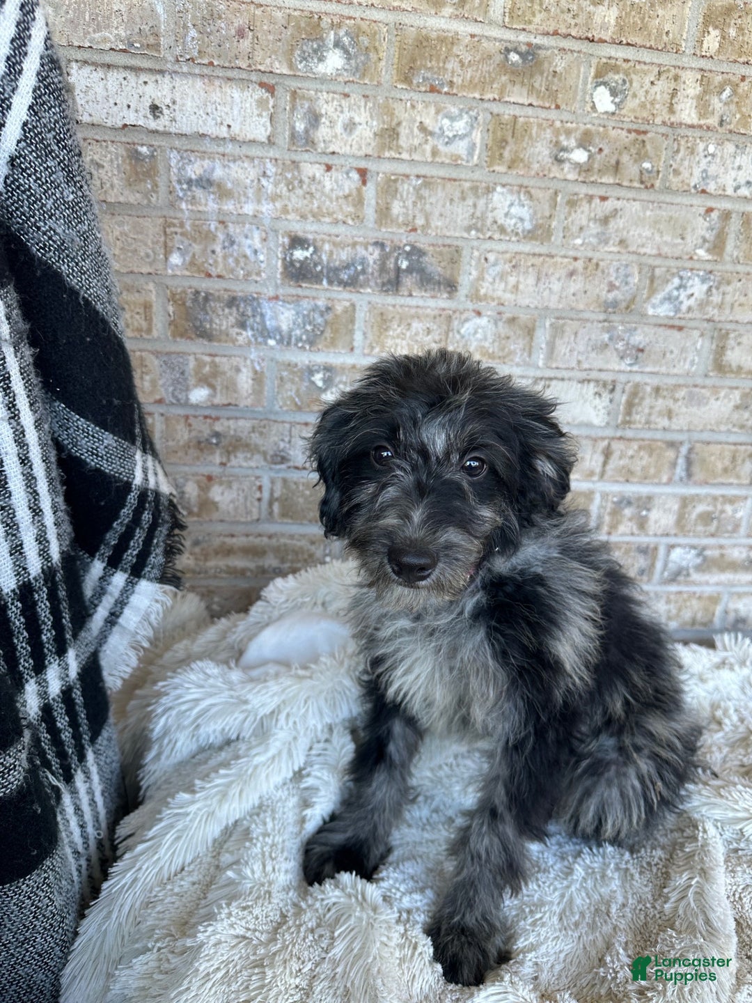 Mixed Breed dogs for sale: Gary - Ad 1