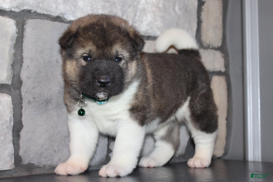 Akita dogs for sale: Lucy - Ad 7