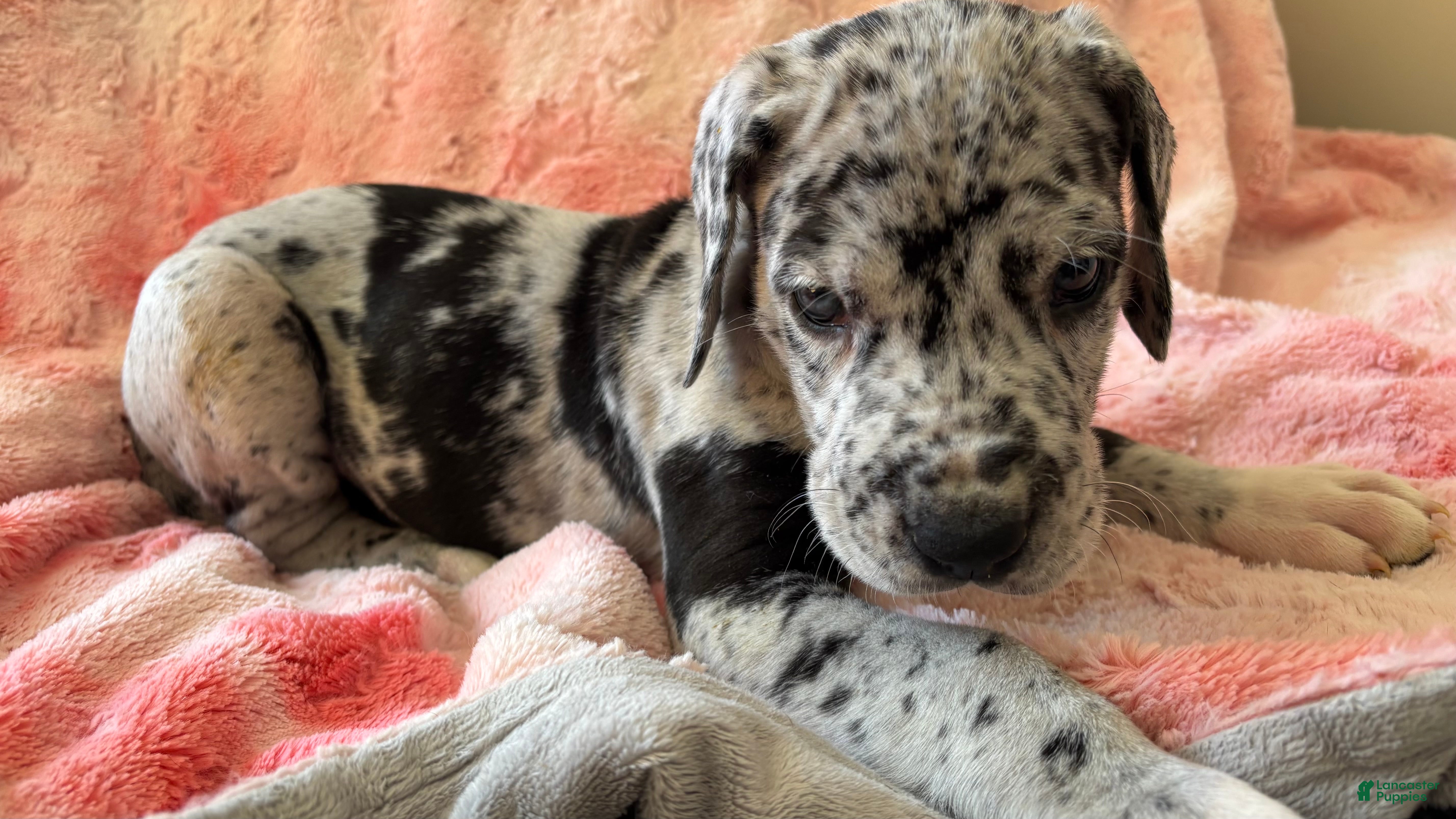 Great Dane dogs Dipper - Ad 2