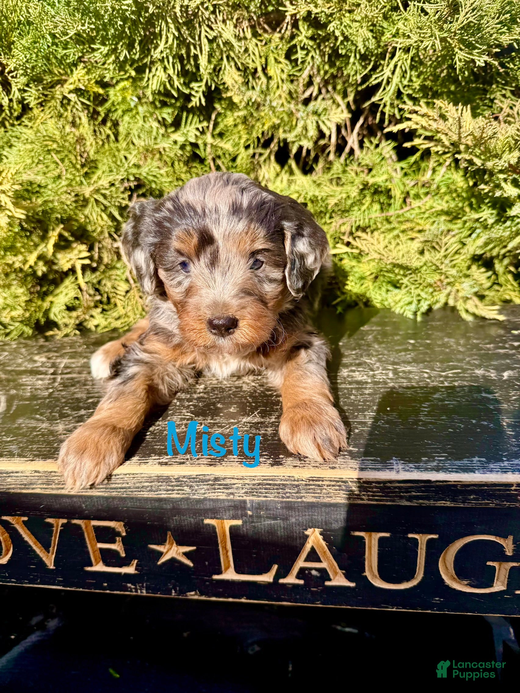 Bernedoodle dogs Misty - Ad 1