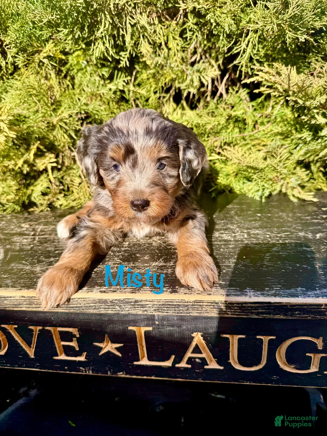 Bernedoodle dogs for sale: Misty - Ad 1