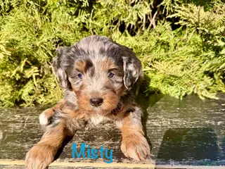 Bernedoodle dogs for sale: Misty - Ad 2