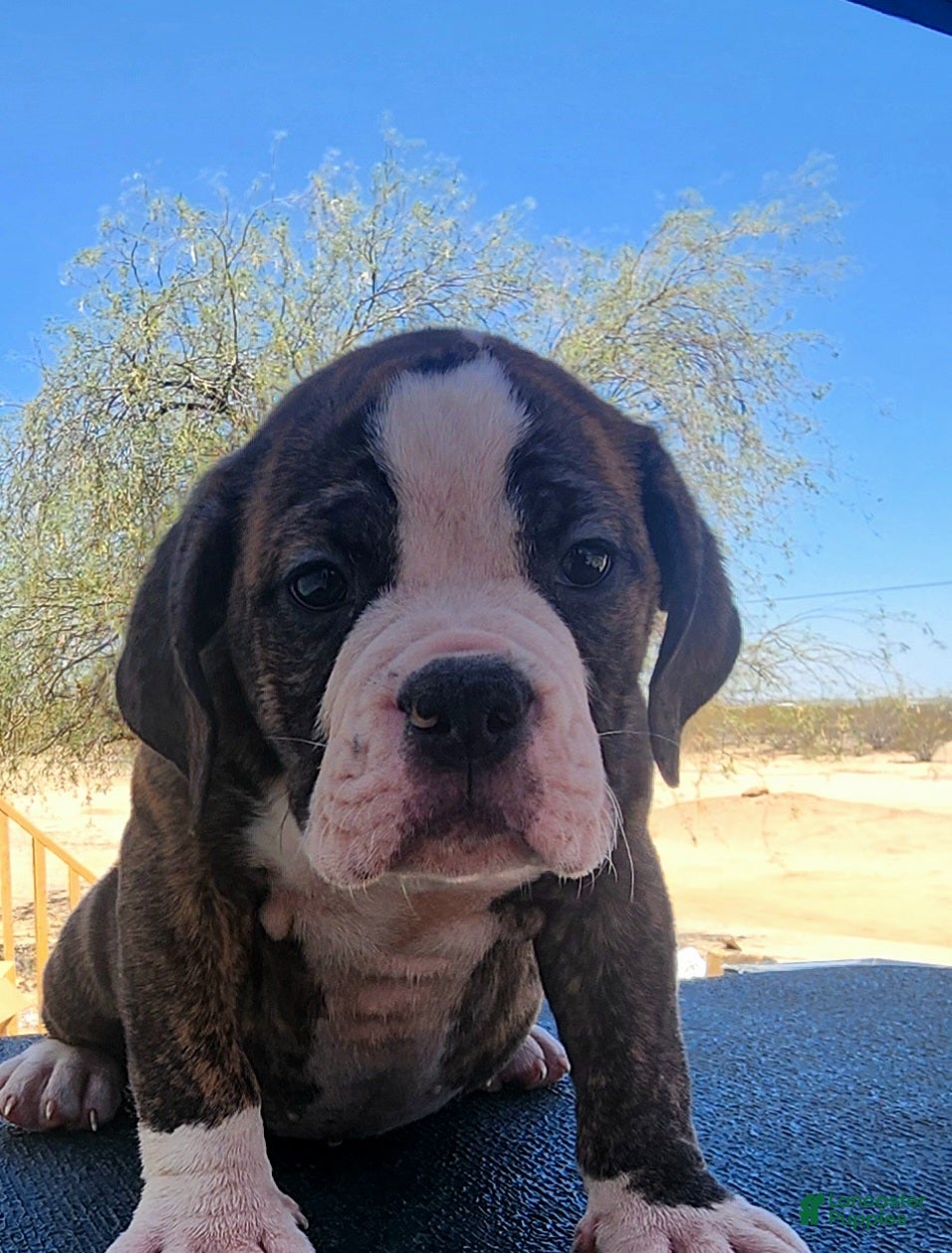 Olde English Bulldogge dogs Chester  - Ad 1