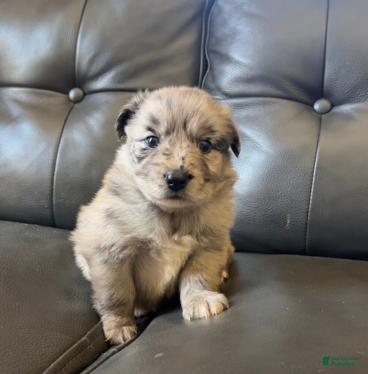 Australian Shepherd dogs Australian Shepherd 3 - Ad 21