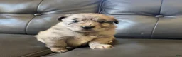 Australian Shepherd dogs for sale: Australian Shepherd 3 - Ad 1