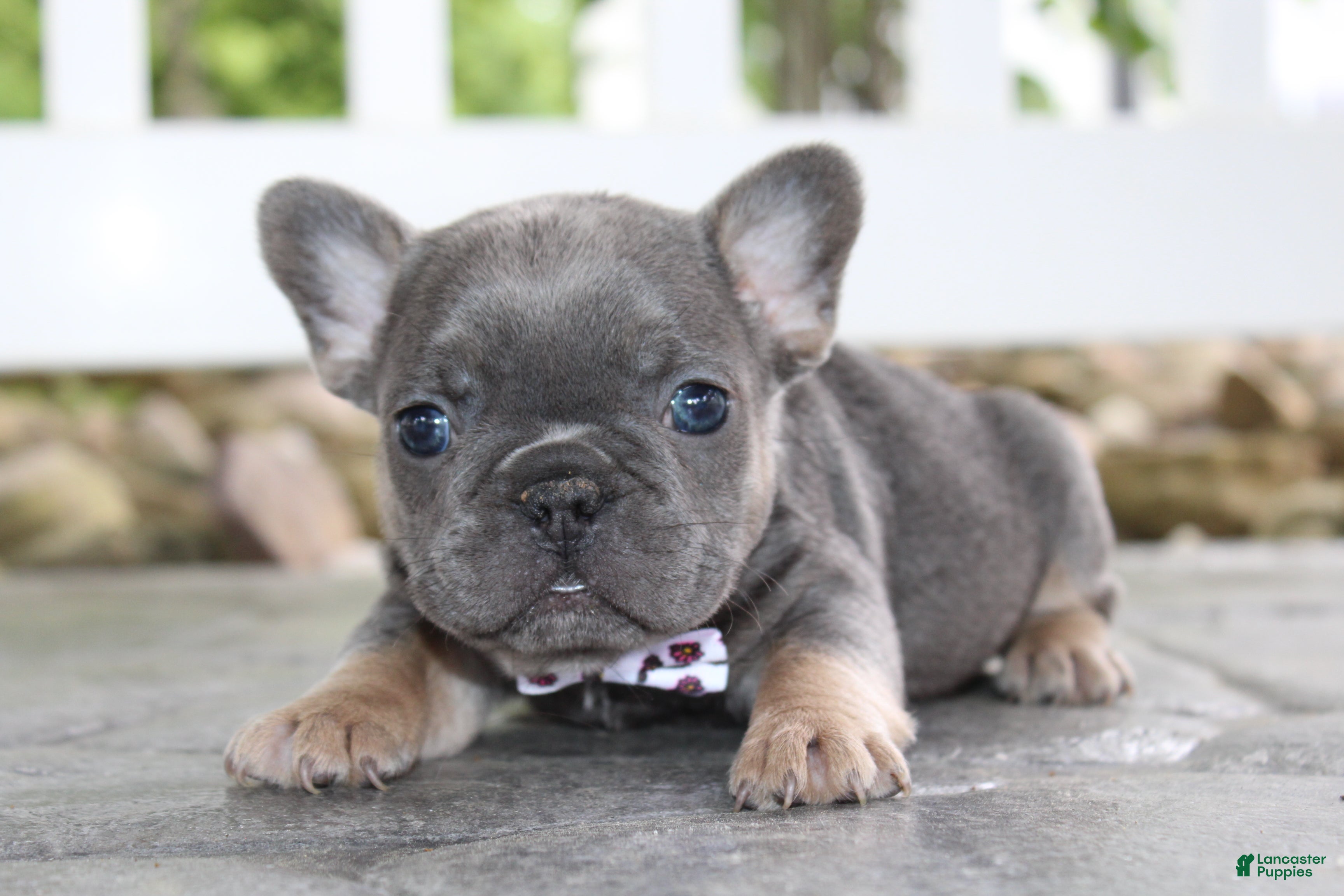 French Bulldog dogs for sale: AKC Zoe - Ad 6