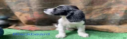 English Springer Spaniel dogs for sale: Blackbeard - Ad 2