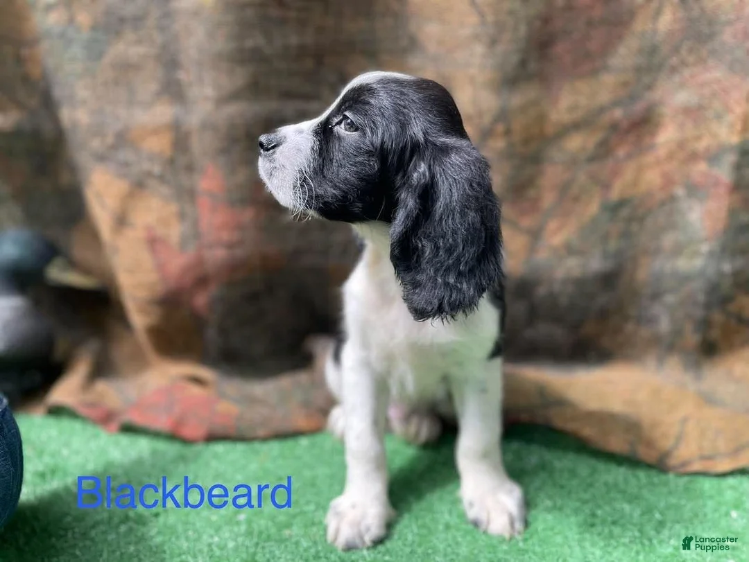 English Springer Spaniel dogs for sale: Blackbeard - Ad 2