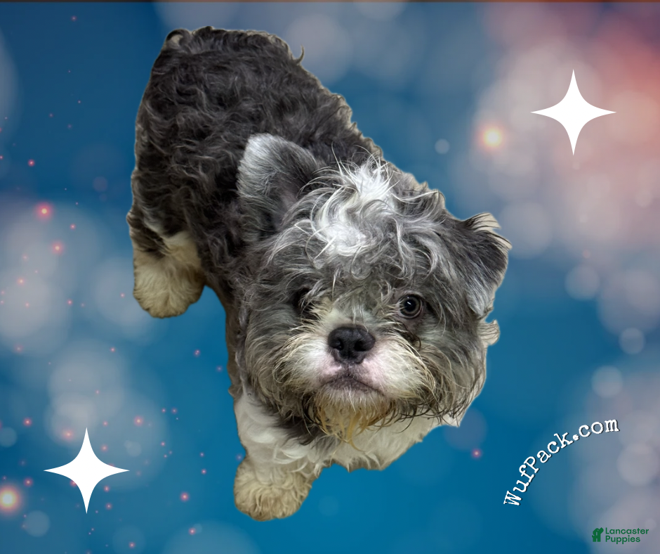 French Bulldog dogs Pied Teddy Bear - MALE - Ad 19