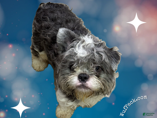 French Bulldog dogs Pied Teddy Bear - MALE - Ad 19