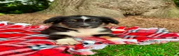 Miniature Australian Shepherd dogs for sale: Addy - Ad 8