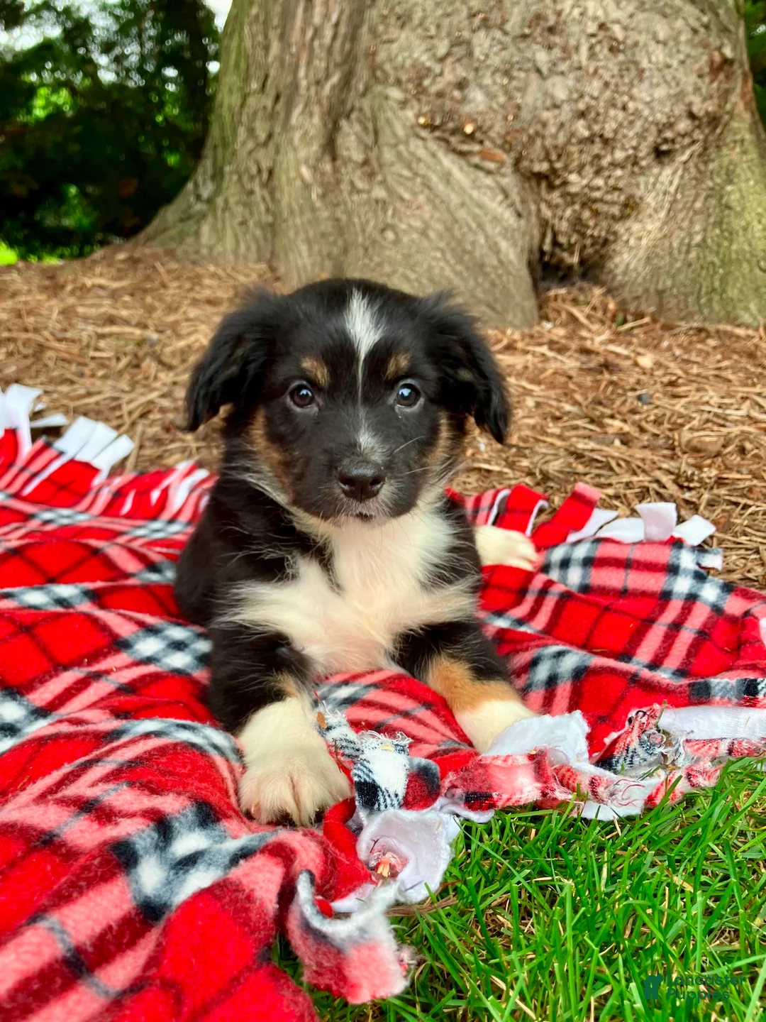Miniature Australian Shepherd dogs for sale: Addy - Ad 8