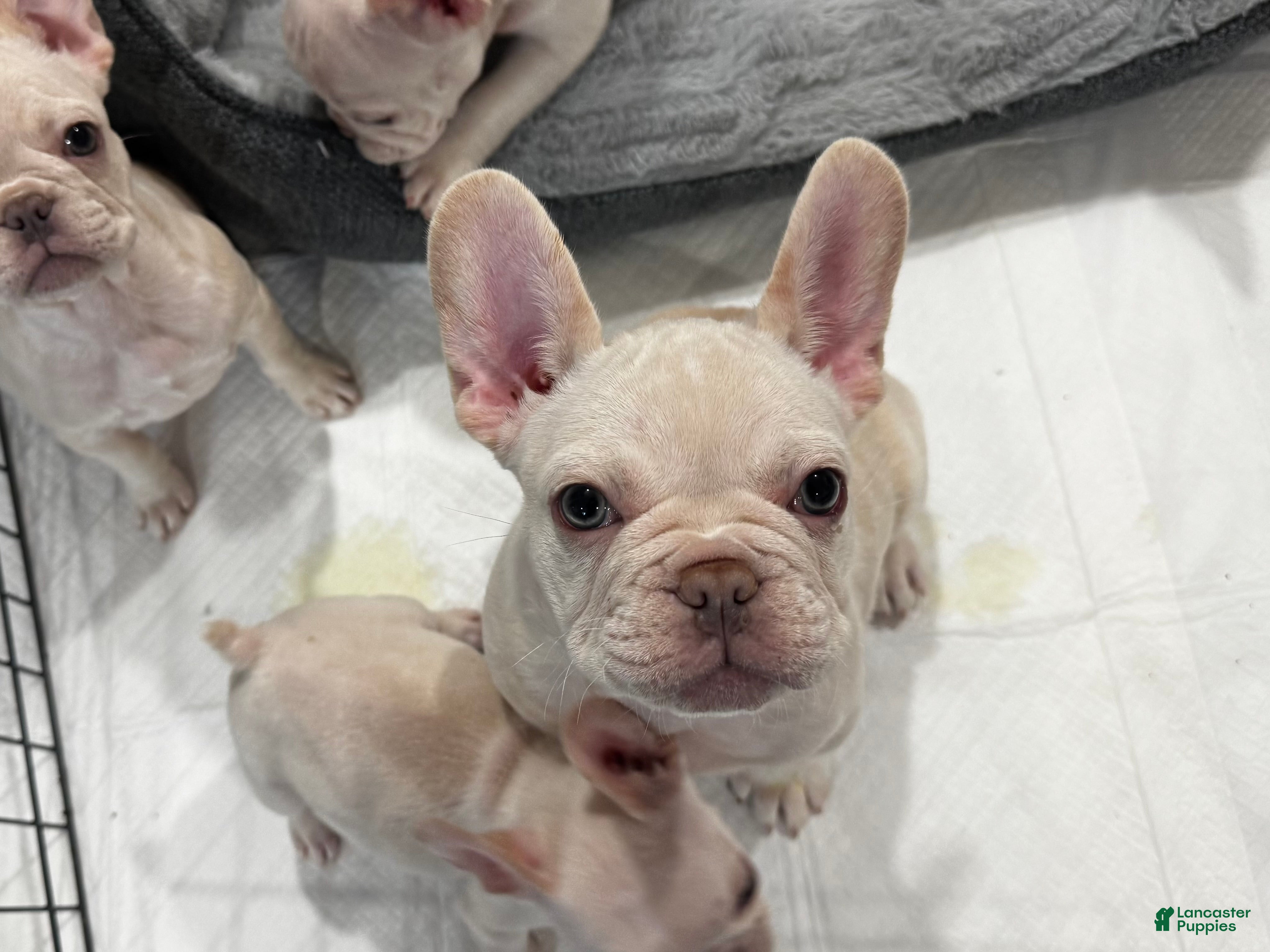 French Bulldog dogs French Bulldog Puppy 1 - Ad 26