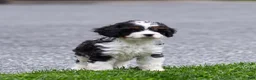 Cavapoo dogs for sale: Echo Cavapoo Puppy  - Ad 11