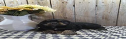 Cocker Spaniel dogs for sale: Rover - Ad 4