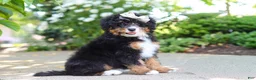 Mini Bernedoodle dogs for sale: Ellie - Ad 12