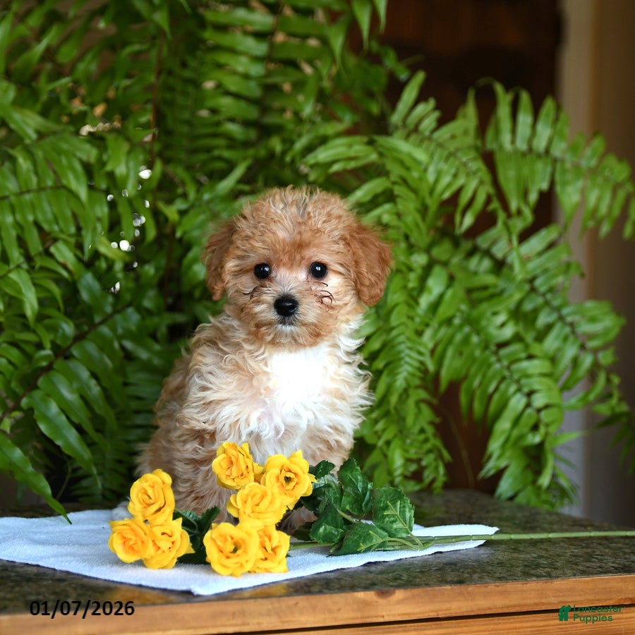 Mixed Breed dogs Cherish - Ad 7