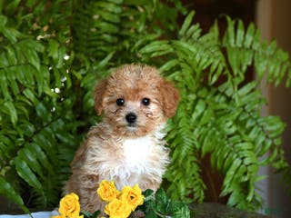 Mixed Breed dogs Cherish - Ad 27