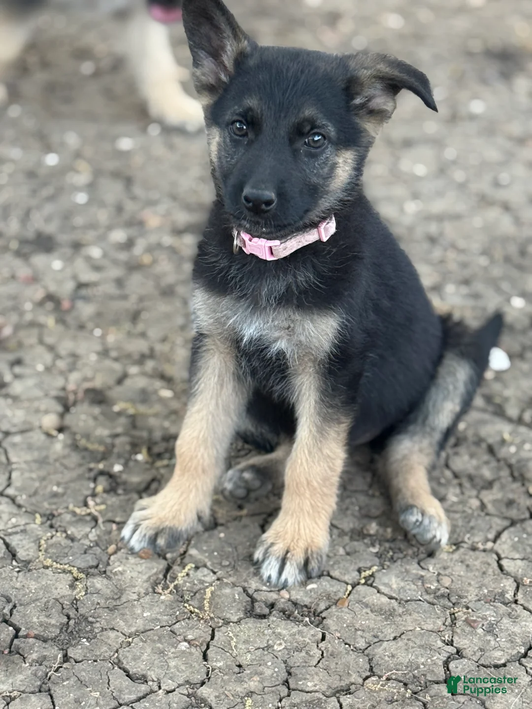German Shepherd dogs for sale: Yellow - Ad 2