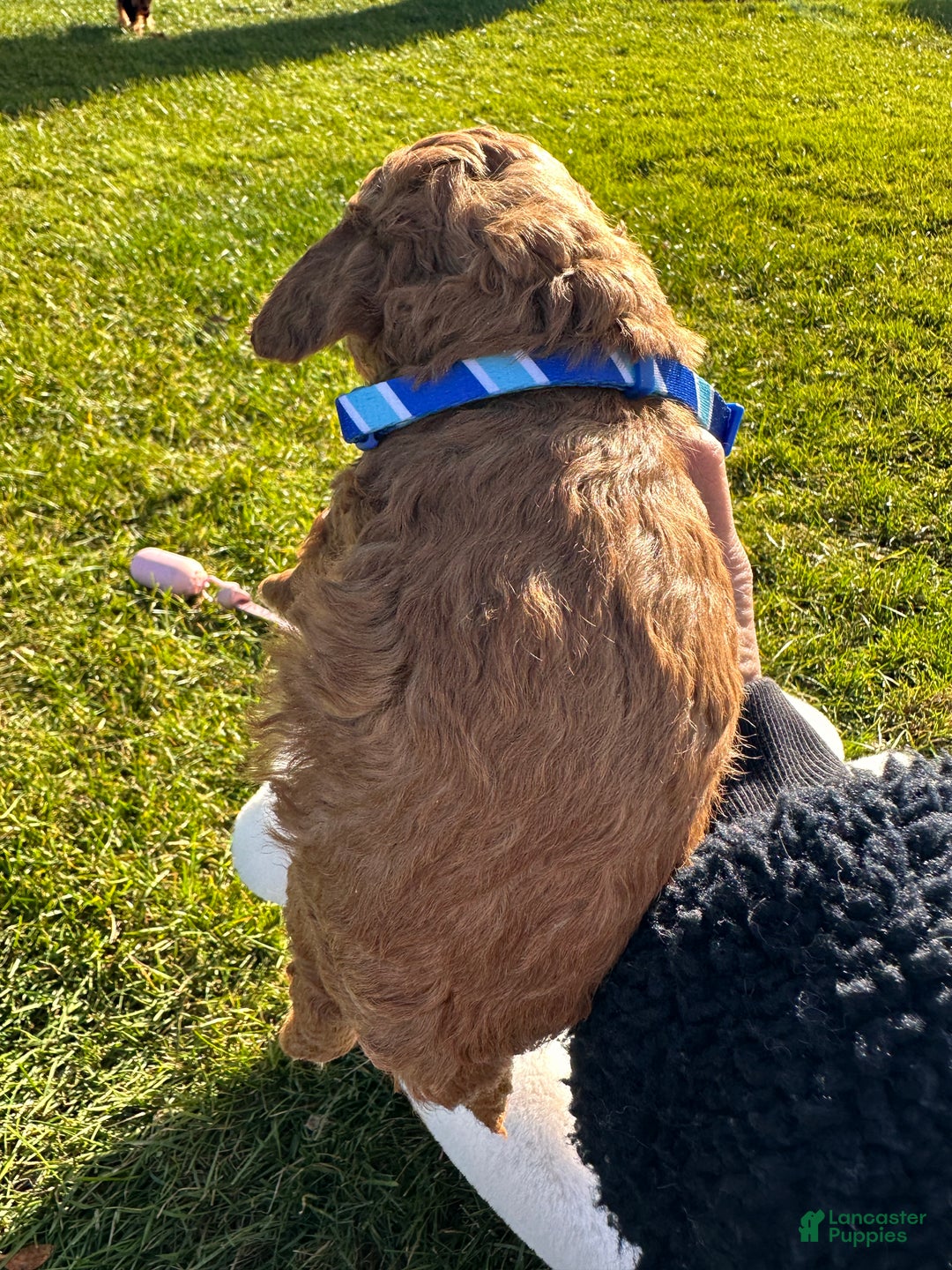 Toy Poodle dogs for sale: Blake - Ad 8