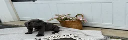 Cane Corso dogs for sale: Bruno - Ad 10