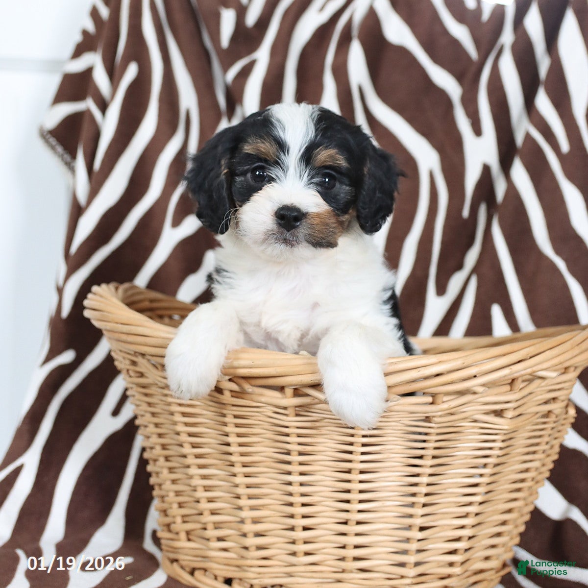 Cavapoo dogs Sawyer - Ad 24