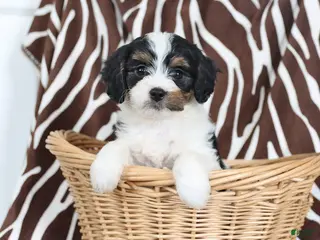 Cavapoo dogs Sawyer - Ad 42