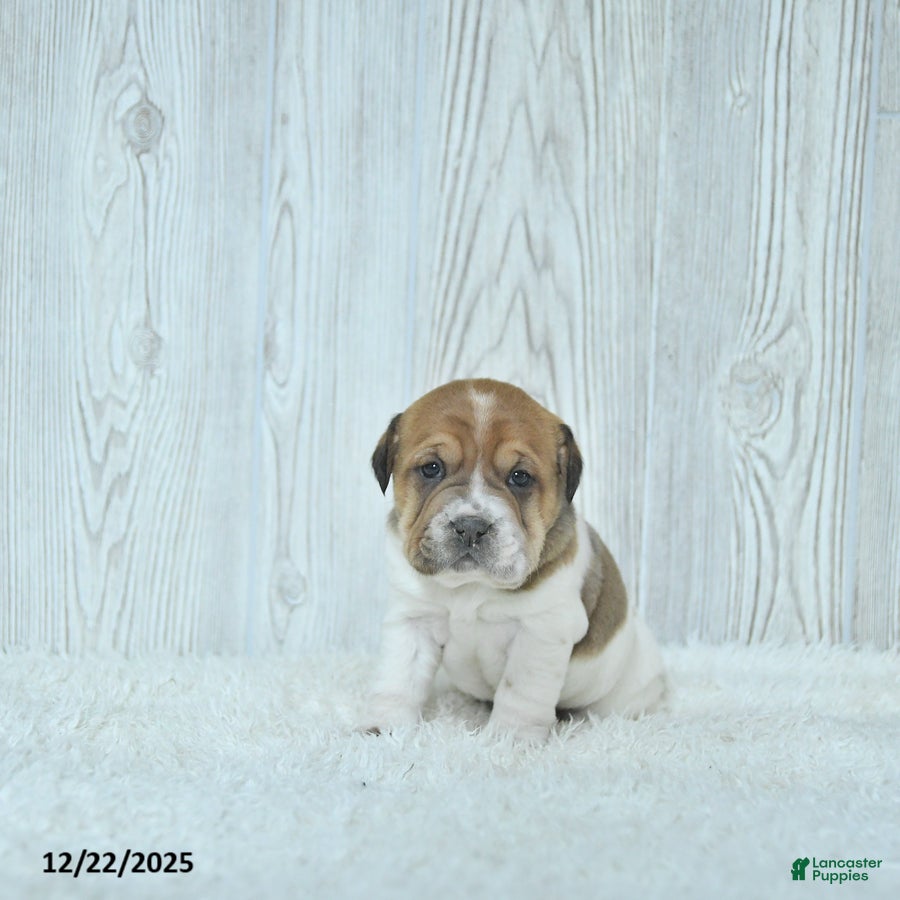 Mini Hippo dogs Gracie - Ad 3