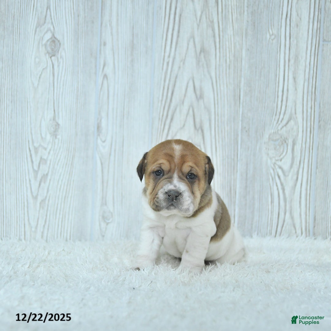 Mini Hippo dogs for sale: Gracie - Ad 1