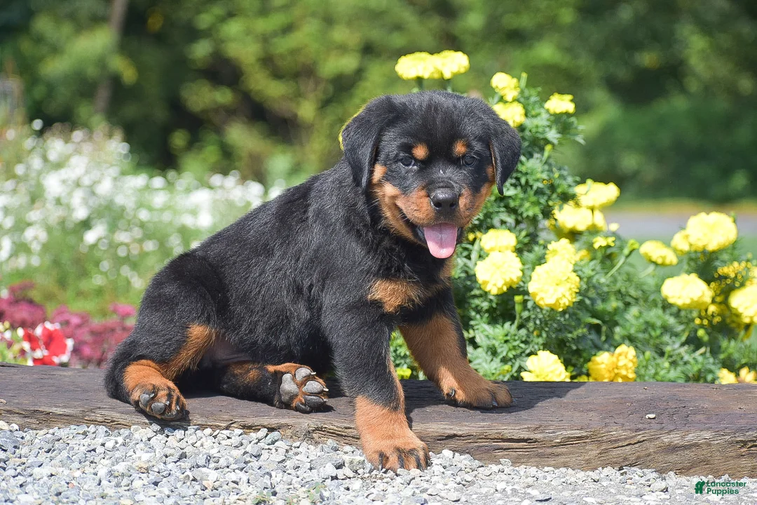 Rottweiler dogs for sale: Owen - Ad 2