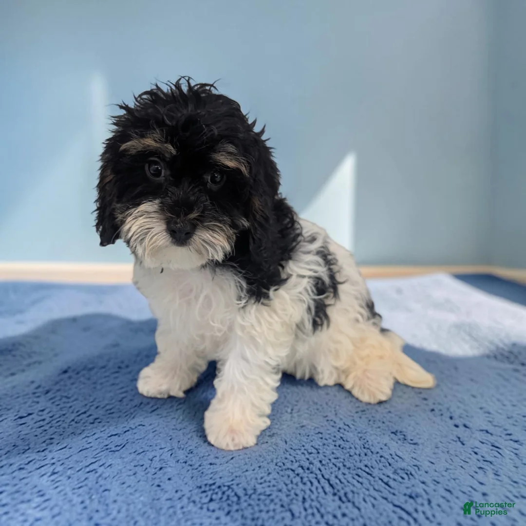 Cavapoo dogs for sale: Cleo - Ad 2