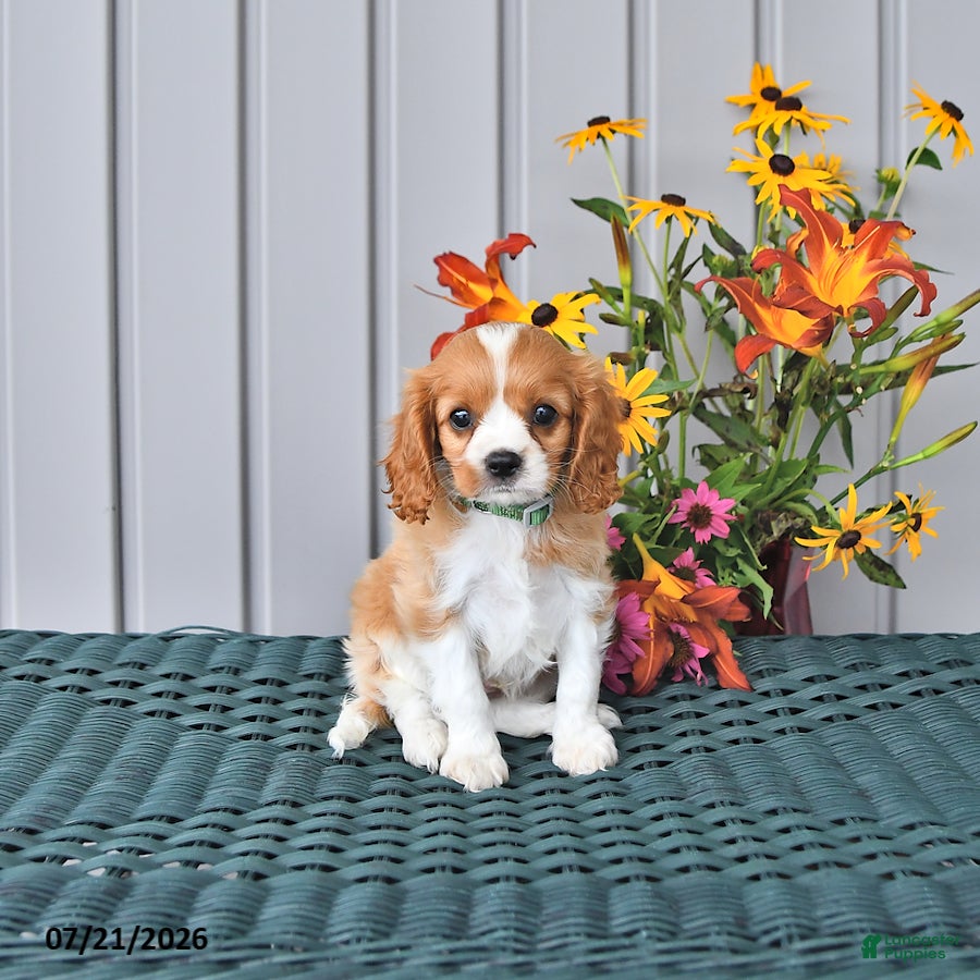 Cavalier King Charles Spaniel dogs Oscar - Ad 1